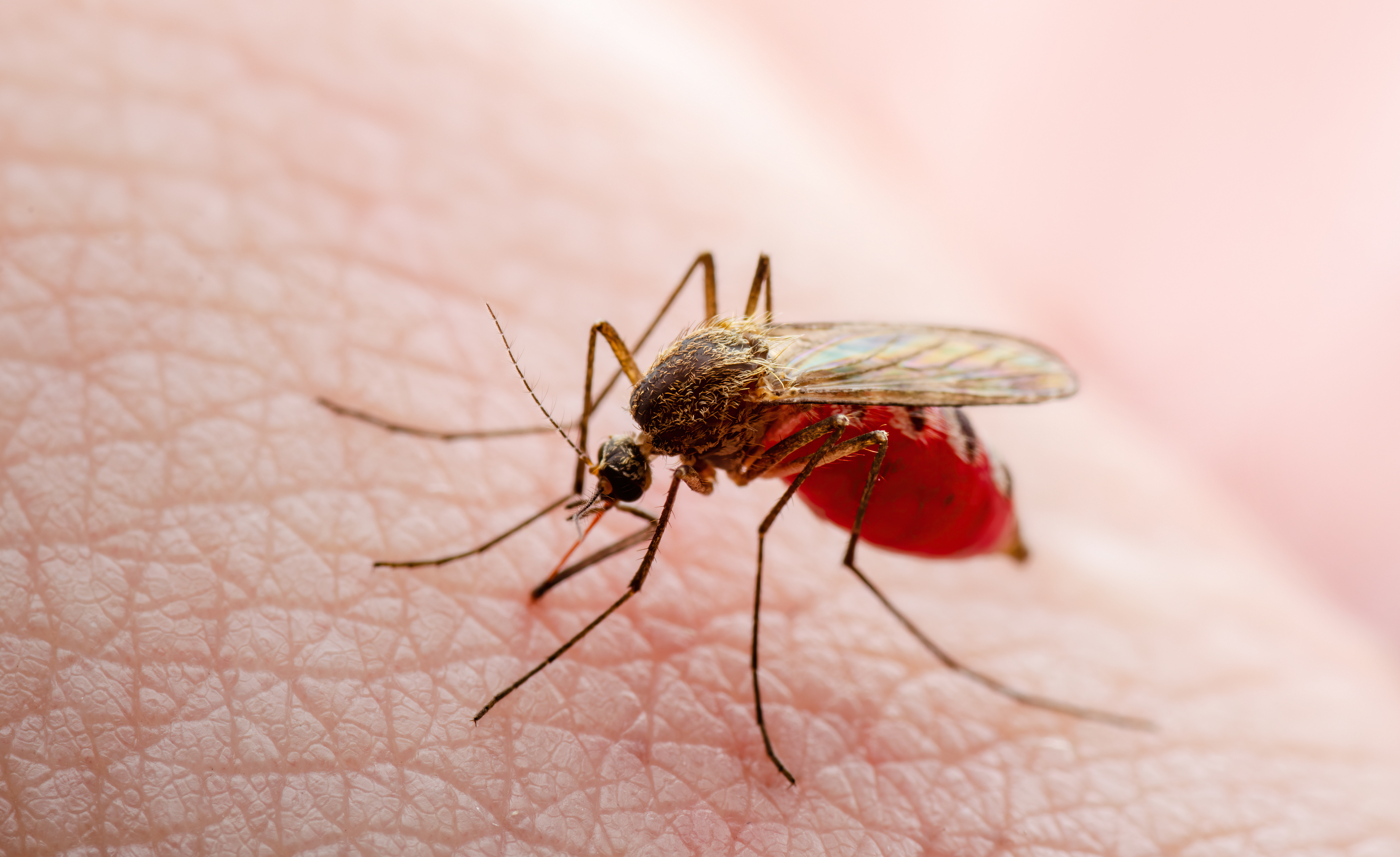 zika virus