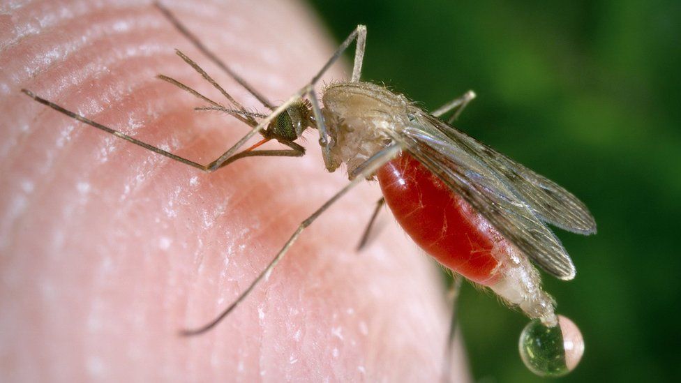 malaria